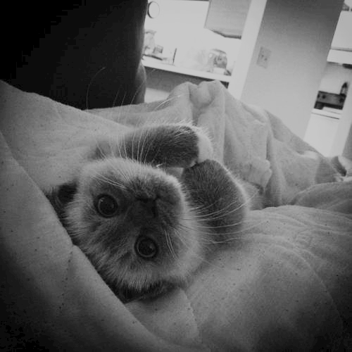 tumblr_mu5njaOqS01sqn60fo1_500