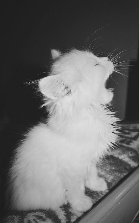 tumblr_o4aivxYdBx1tq0kg1o1_500